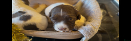 English Springer Spaniel dogs for sale: KC registered English springer spaniel puppies - Advert 7