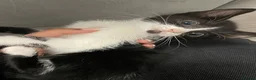 Mixed Breed cats for sale: Beautiful Kittens  - Advert 9