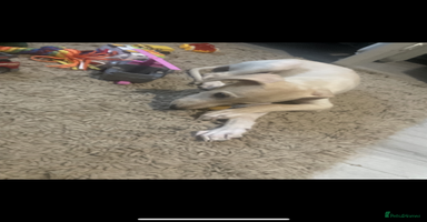 Greyhound dogs - Advert 10