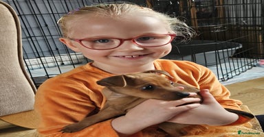 Miniature Pinscher dogs - Advert 11