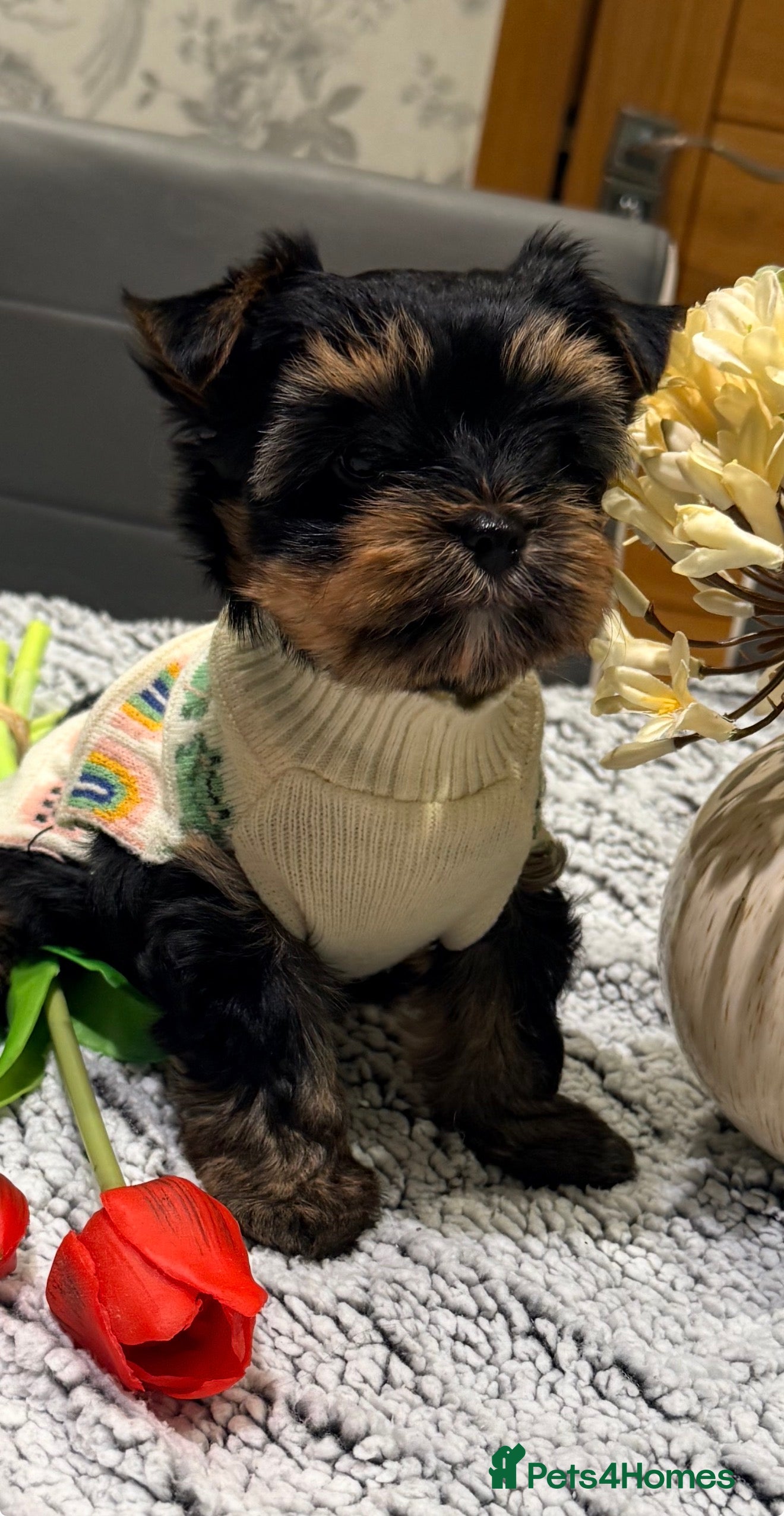 Mixed Breed dogs Pedigree Yorkshire terrier ready for new homes  - Advert 14