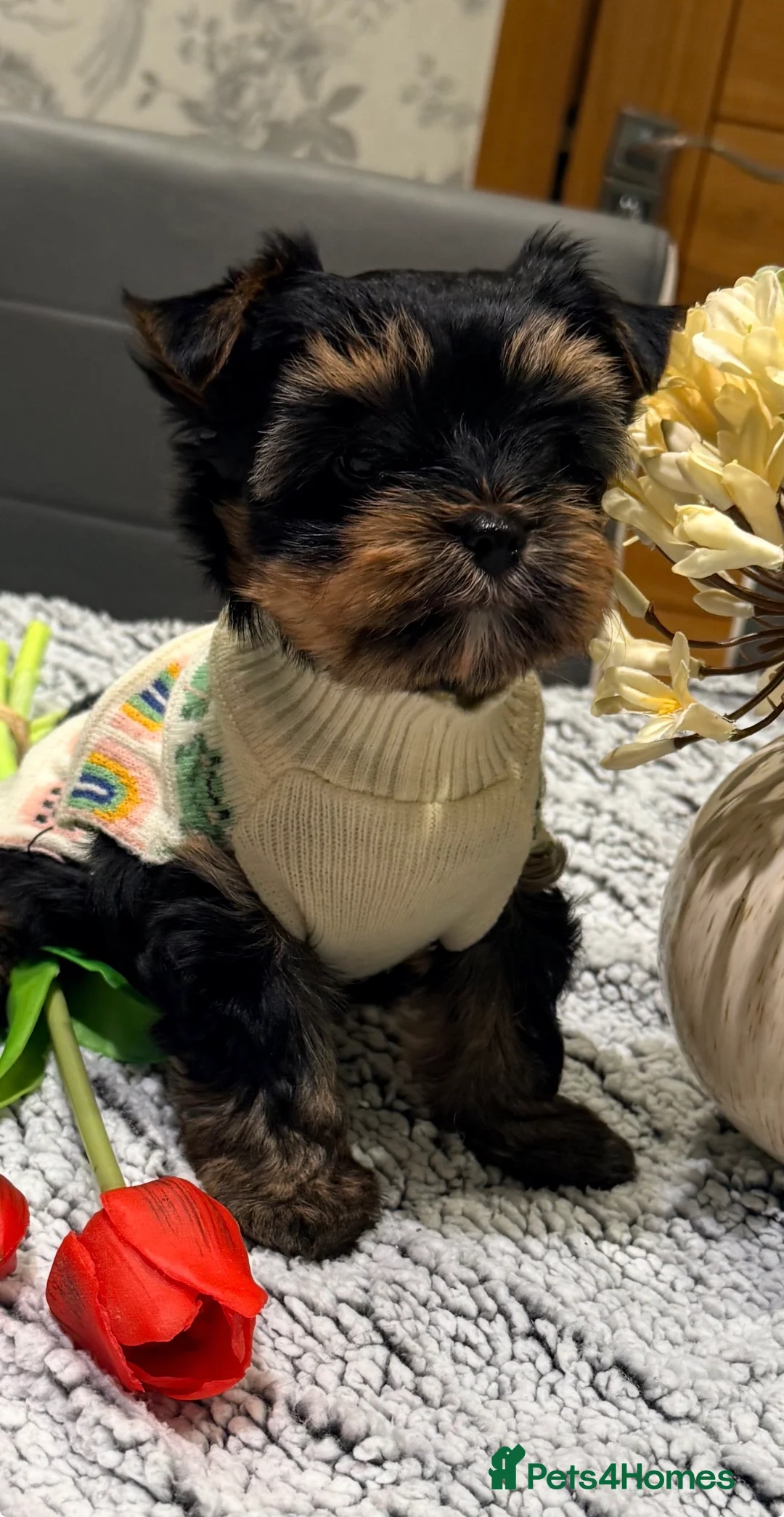 Mixed Breed dogs for sale: Yorkshire terrier ready for new homes  - Advert 2