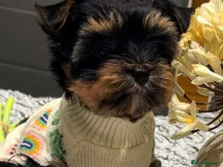 Mixed Breed dogs Pedigree Yorkshire terrier ready for new homes - Advert 5