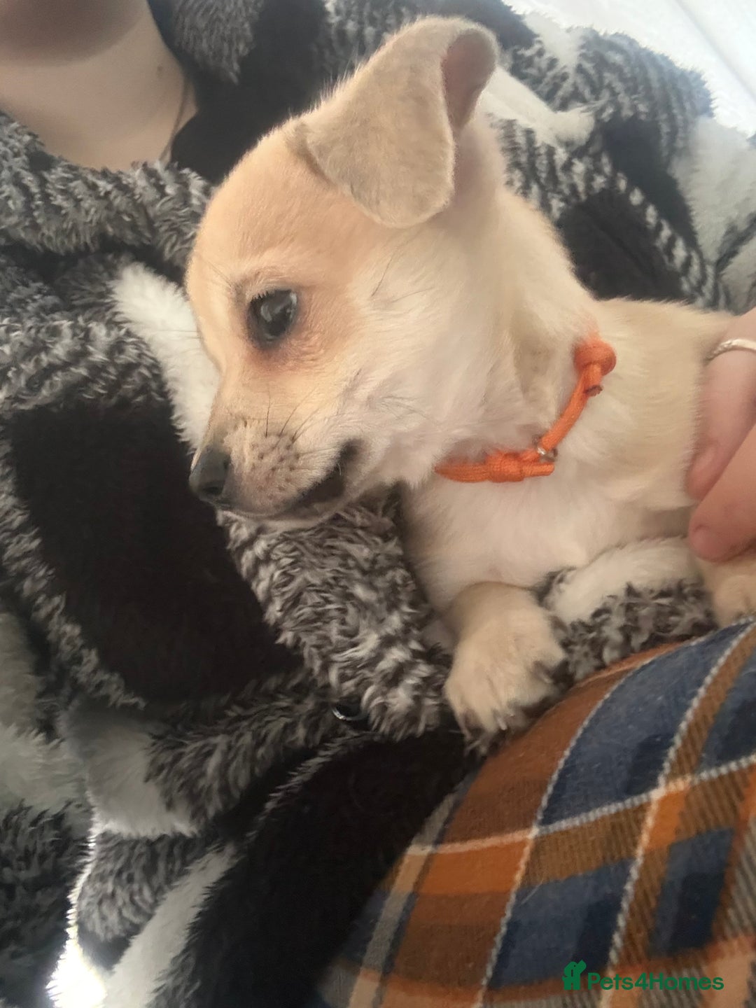 Chihuahua dogs for sale: Only 2 left! Chihuahua x Dachshund Puppies - Advert 20