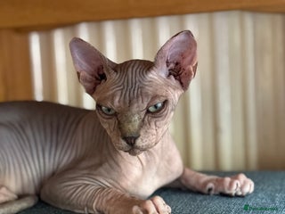 Sphynx cats Female grey/tan elf sphynx - Advert 1