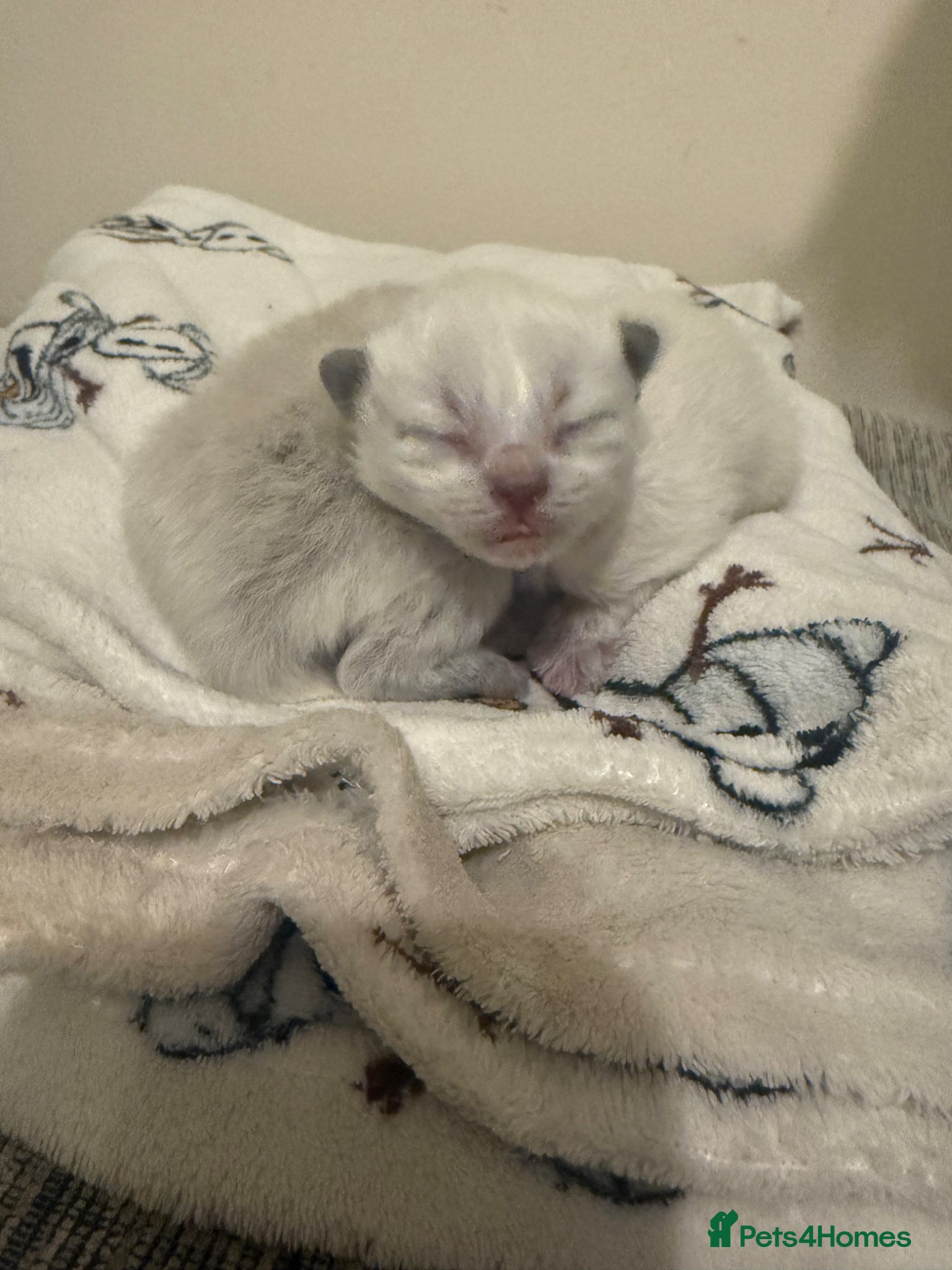 Ragdoll cats 🐾 Beautiful Ragdoll Kittens Available🐾 - Advert 10