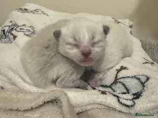 Ragdoll cats 🐾 Beautiful Ragdoll Kittens Available🐾 - Advert 10