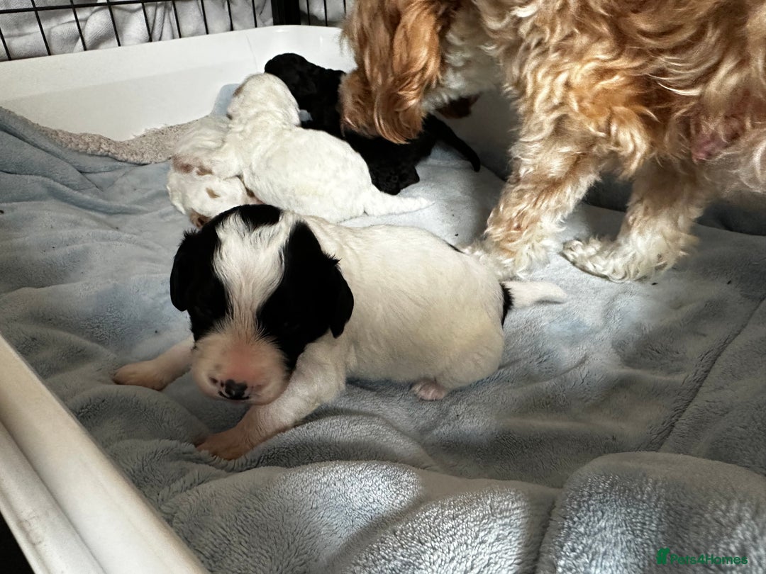 Cockapoo dogs for sale: 3 remaining Cockapoos looking for homes - Advert 9