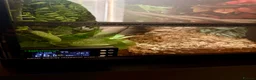 Gecko reptiles for sale: Gargoyle Gecko in Liverpool - Advert 6