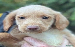 Australian Labradoodle dogs for sale: READY NOW! Stunning Lab x Australian Labradoodles - Image 22