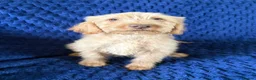 Labradoodle dogs for sale: Ready Now! Beautiful F1b Labradoodles  - Advert 19