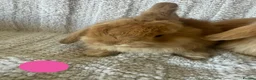 Mini Lion Lop rabbits for sale: Lionlop Bunnies  - Advert 6