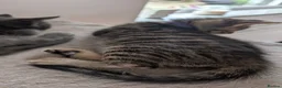 Maine Coon cats for sale: Beautiful Maine Coon/Bengal kittens - Advert 12