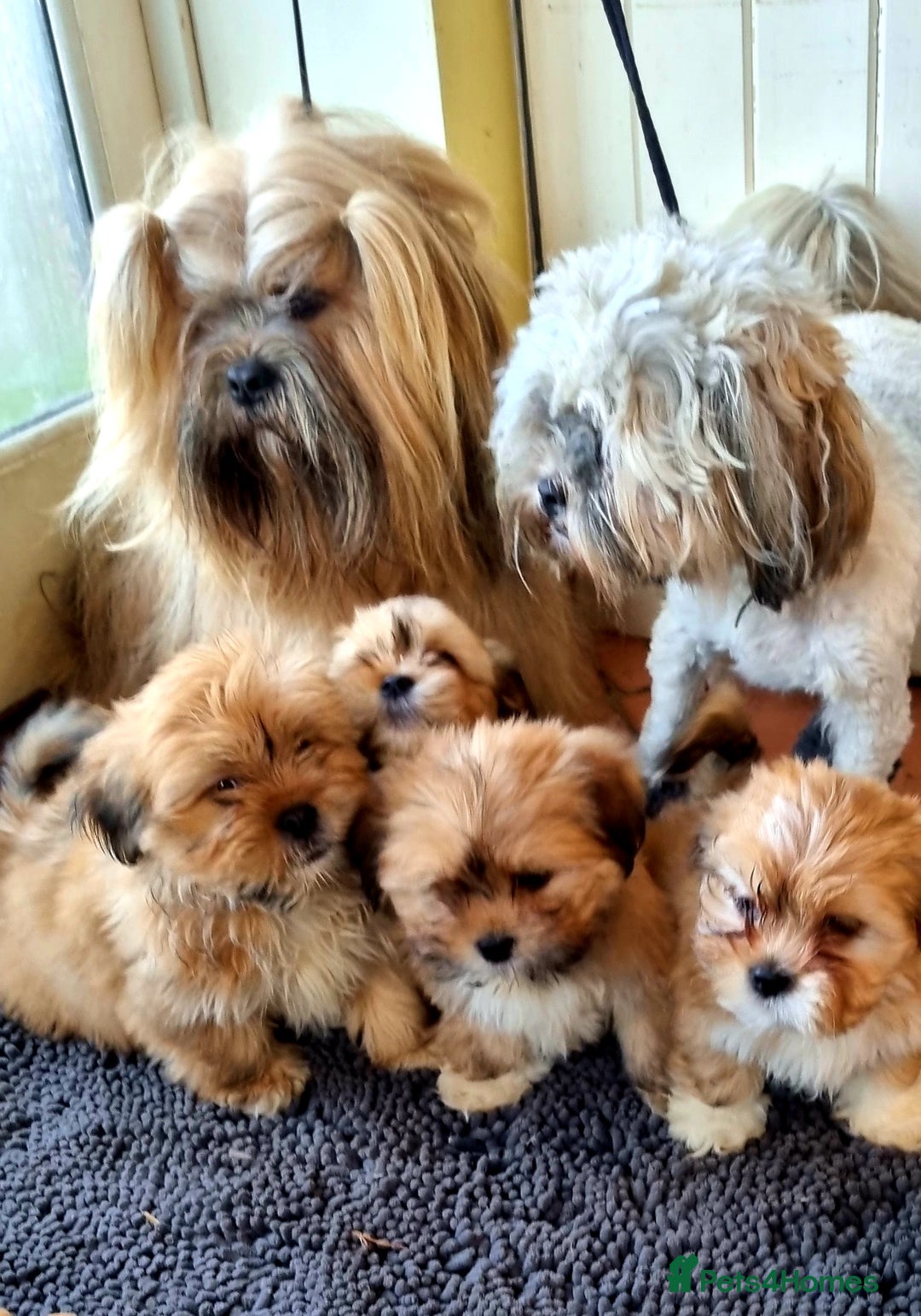 Lhasa Apso dogs for sale: KC Registered lhasa Apso puppies - Image 3