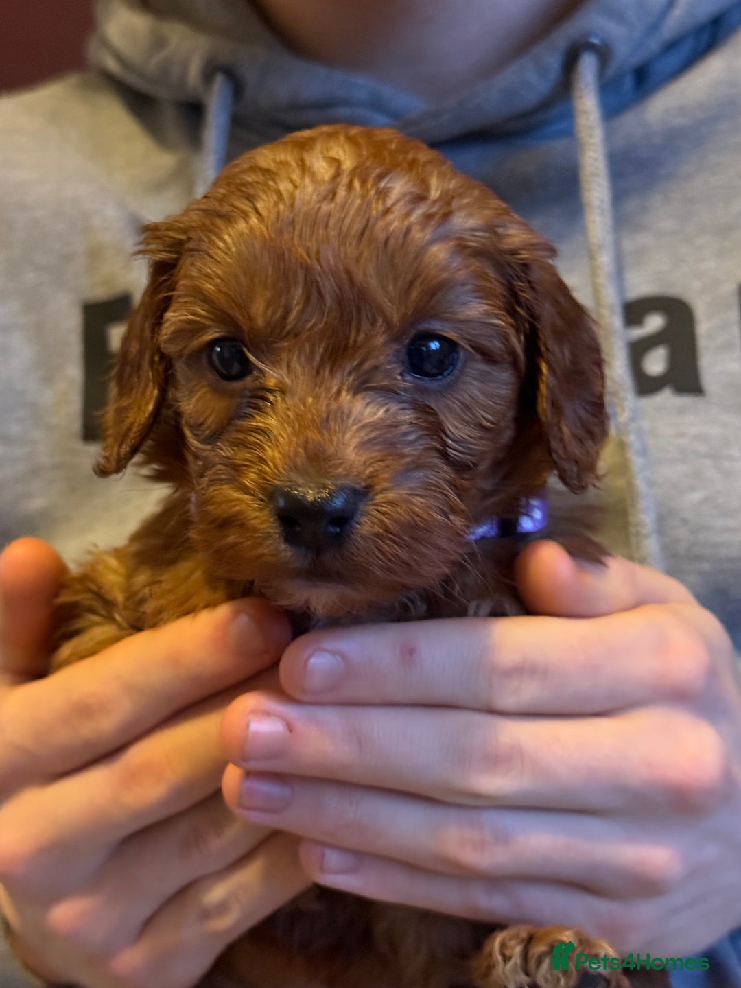 Cockapoo dogs for sale: Cockatoo puppies - Advert 1