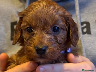 Cockapoo dogs Cockatoo puppies - Advert 1