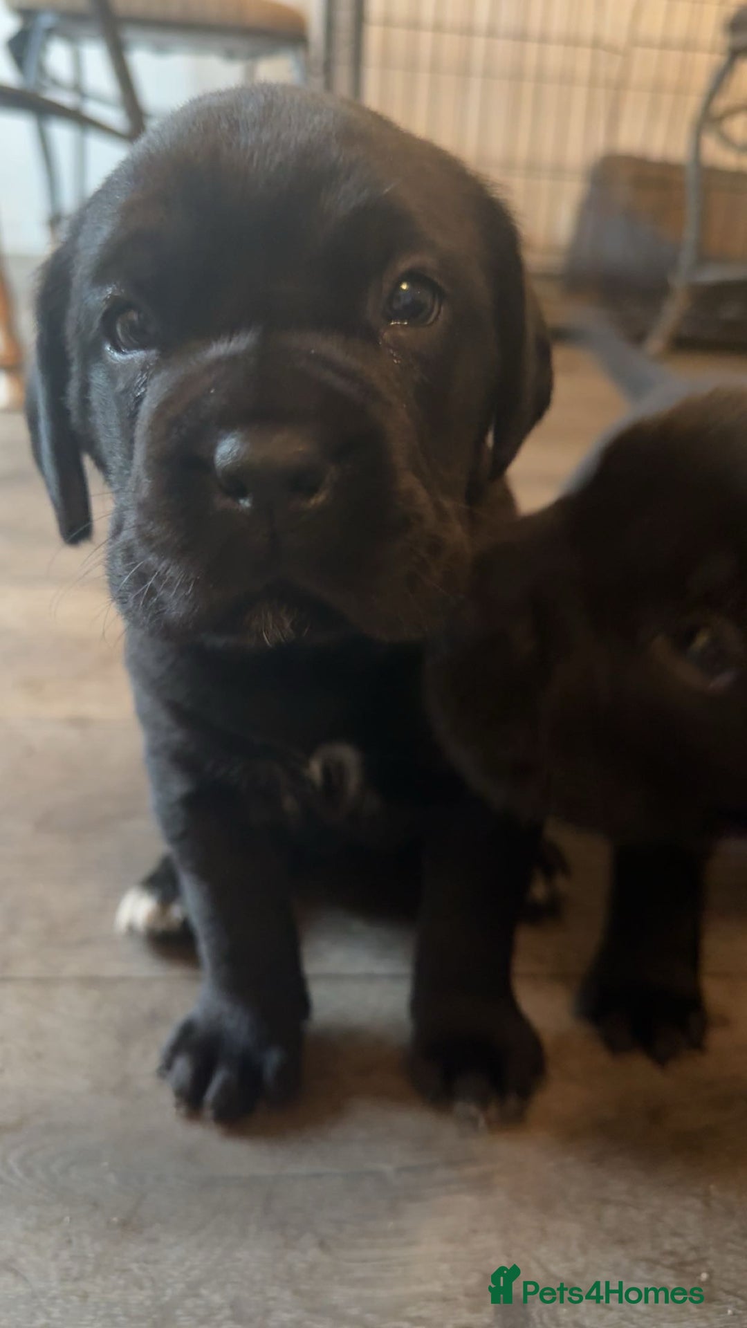 Mixed Breed dogs for sale: Labrador x corso puppies  - Advert 2