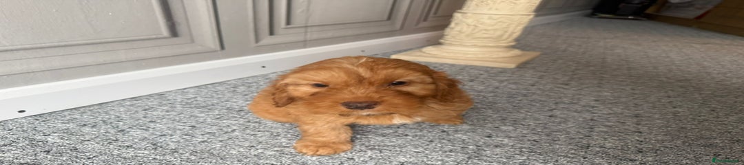 Cockapoo Puppy 8