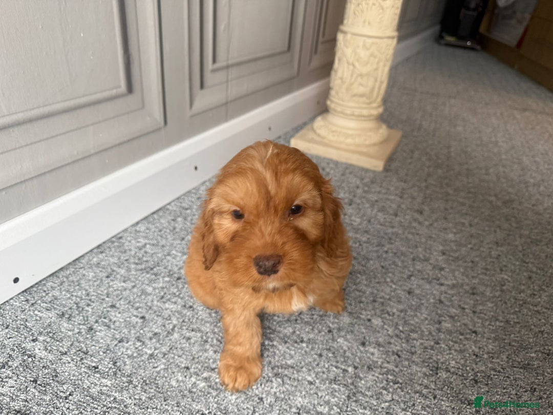 Cockapoo dogs for sale: Beautiful Cockerpoo Puppies. (Sand, Merle, Black) - Image 21