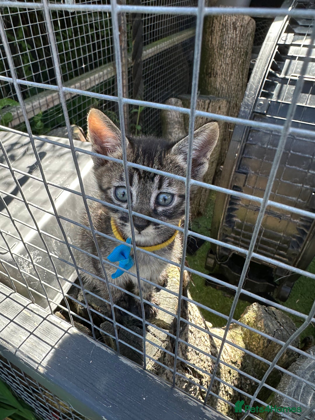 Savannah cats for sale: Savannahs  - Image 11