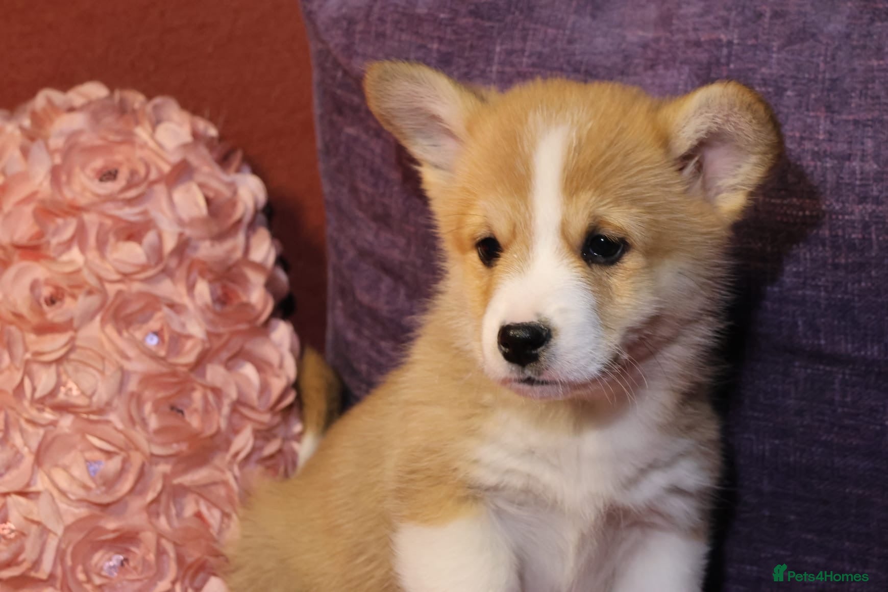 Welsh Corgi Pembroke dogs Champion bloodlines on both sides, great with kids - Advert 2