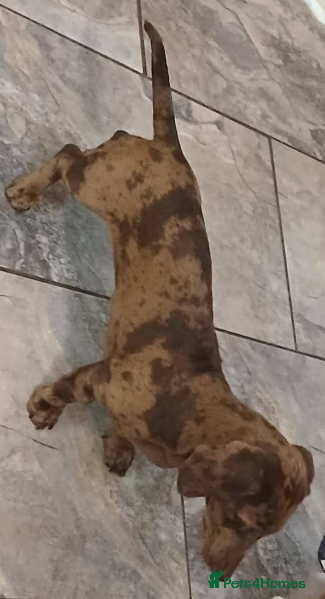 Dachshund dogs Male and female available 6 months old in Stockton-on-Tees - Advert 1