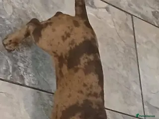 Dachshund dogs Male and female available 6 months old in Stockton-on-Tees - Advert 1