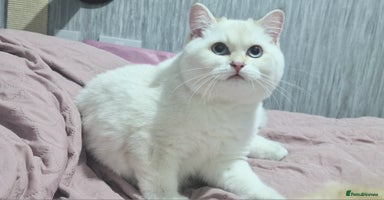 British Shorthair cats - Advert 13