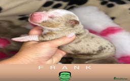 Olde English Bulldogge dogs for sale: The BEST visual fluffy oebs available ⭐️  - Image 17