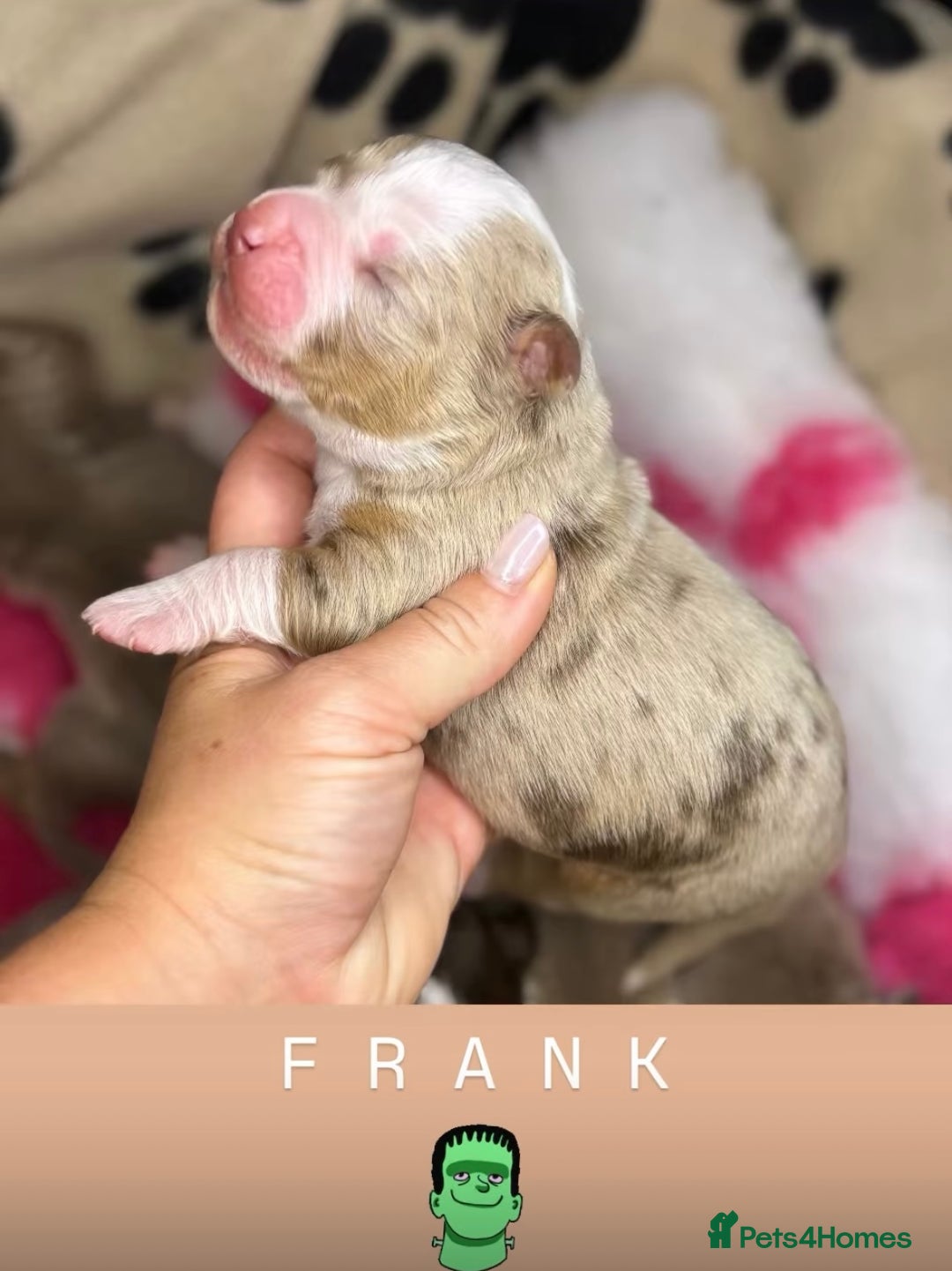 Olde English Bulldogge dogs for sale: The BEST visual fluffy oebs available ⭐️  - Image 17