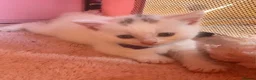 British Shorthair cats for sale: Gorgeous British shorthair kittens… - Advert 7