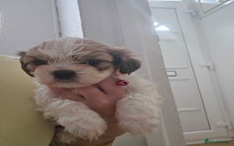 Shih Tzu dogs for sale: Shih tzu - Image 6