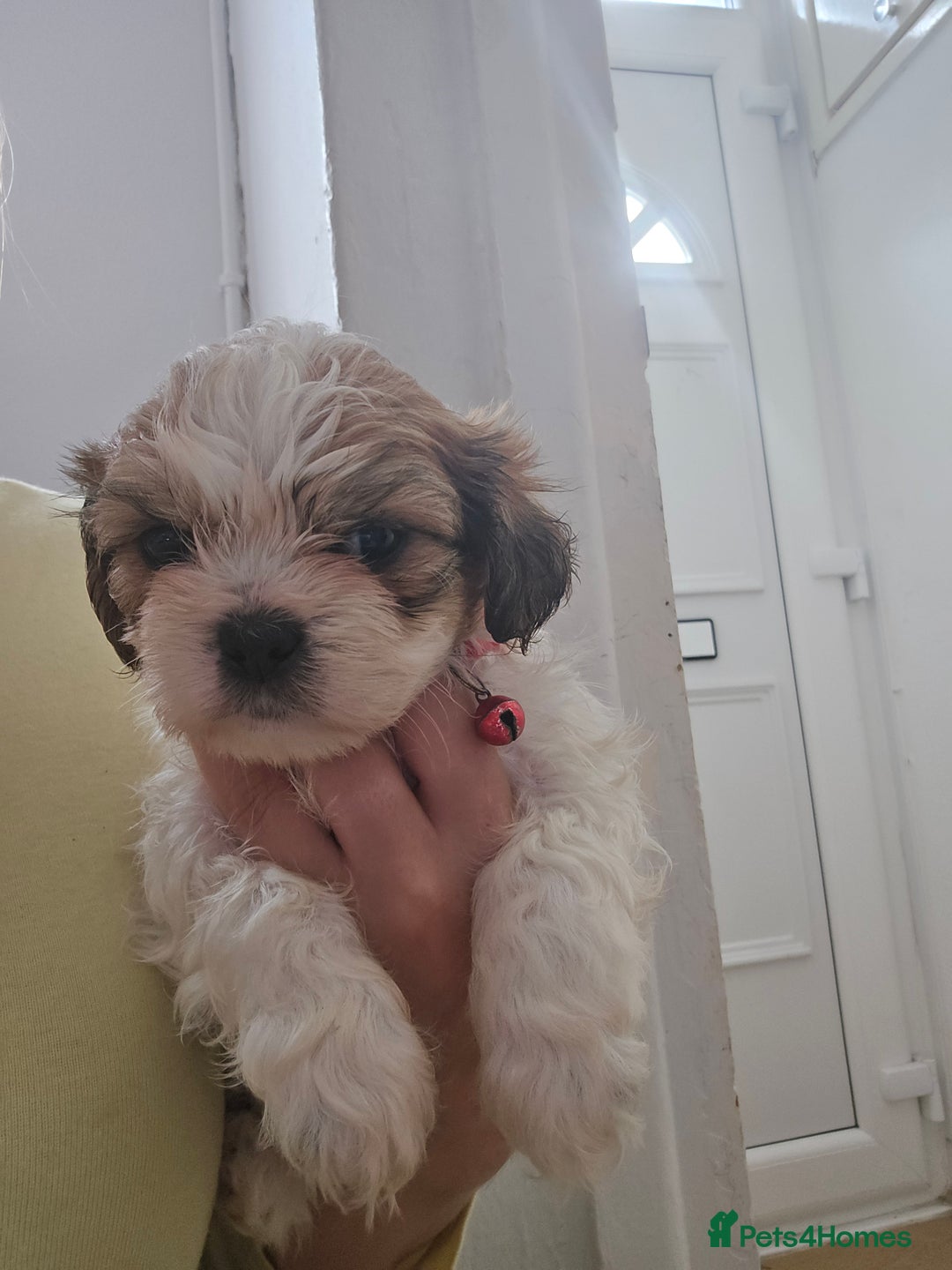 Shih Tzu dogs for sale: Shih tzu - Image 6