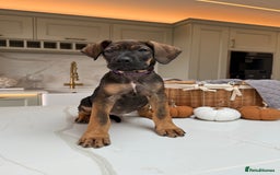 Cane Corso dogs for sale: Beautiful Cane Corso Puppies - Advert 7