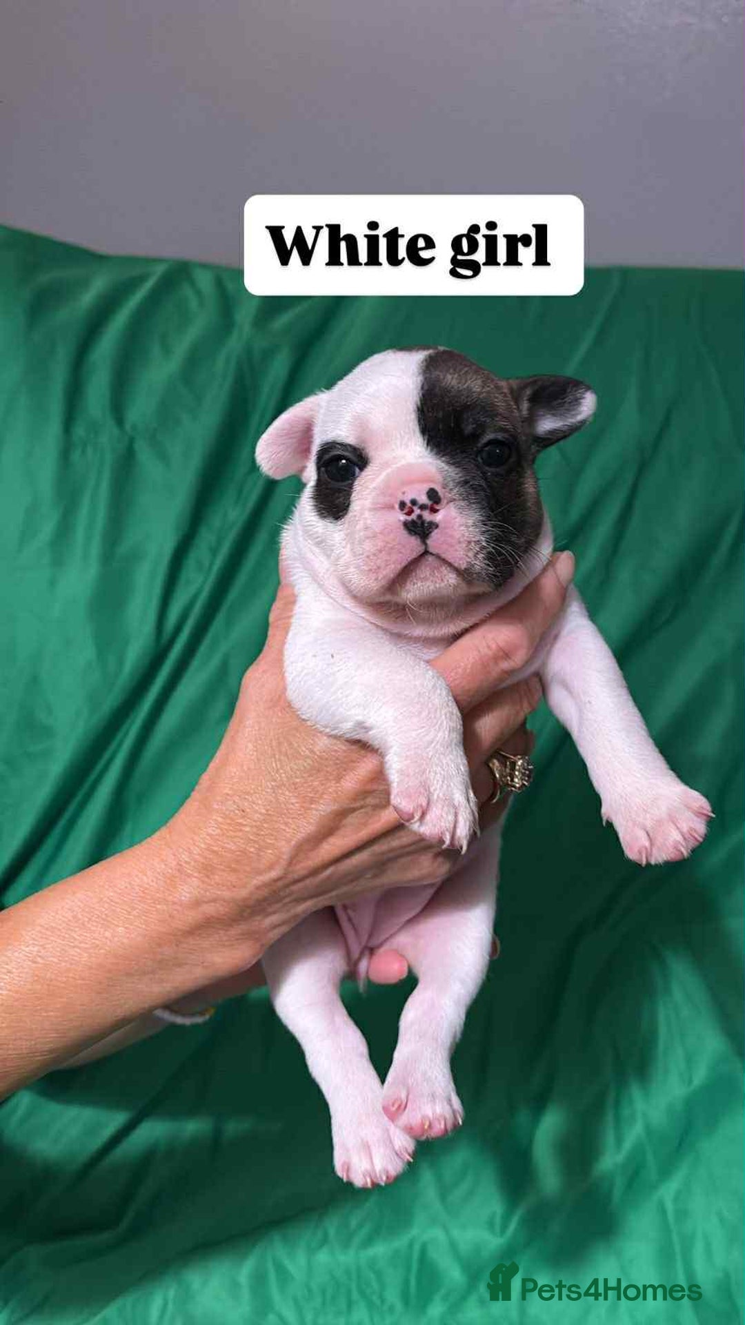 French Bulldog dogs for sale: 6 French bulldog pups  - Image 5