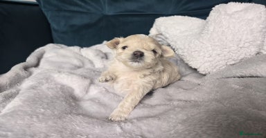 Maltipoo dogs - Advert 3