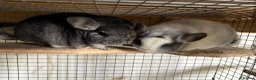 Chinchilla rodents for sale: Pair of chinchillas - Advert 4