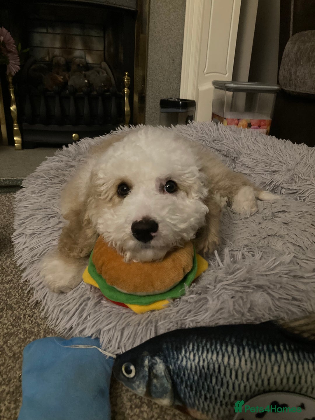 Cockapoo dogs for sale: Older Puppy for rehoming - Image 4