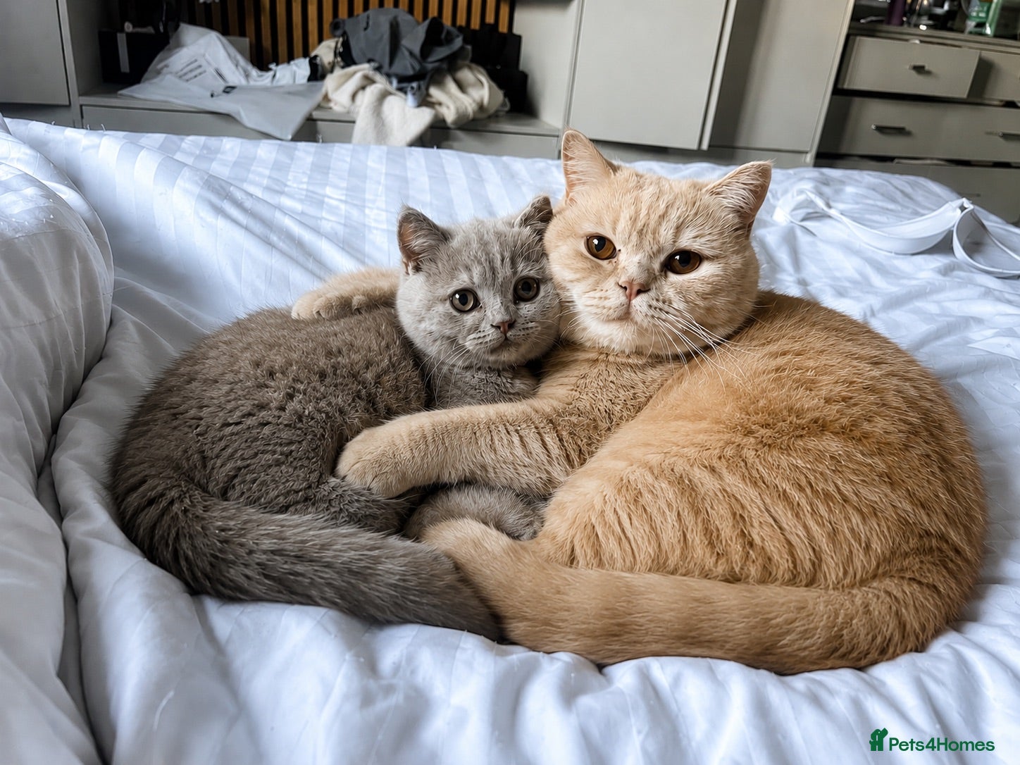 British Shorthair cats Beautiful lilac British short hair kittens - Advert 9