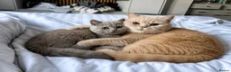 British Shorthair cats for sale: Beautiful lilac British short hair kittens - Advert 4