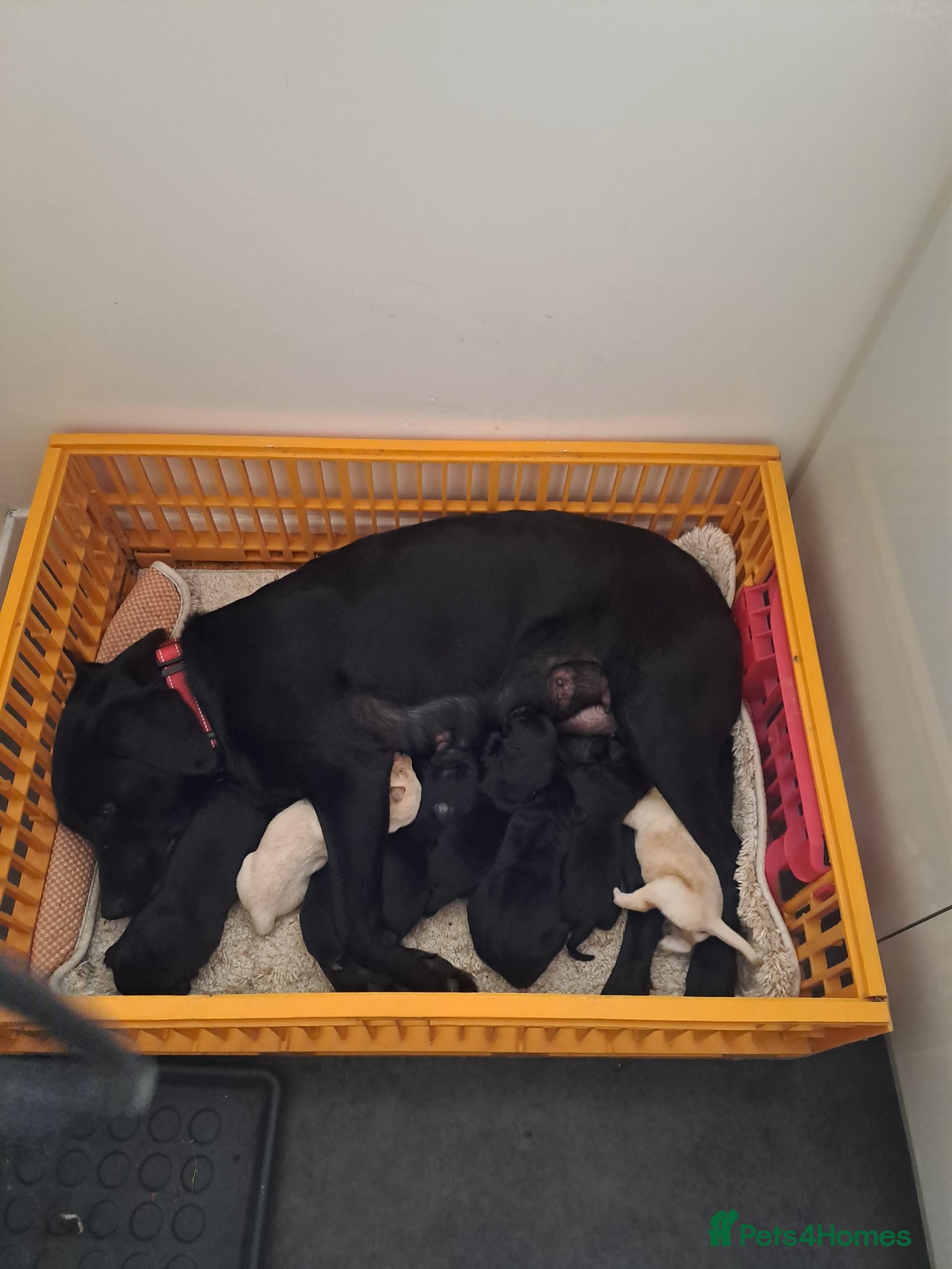 Labrador Retriever dogs for sale: Labrador puppies  - Advert 3