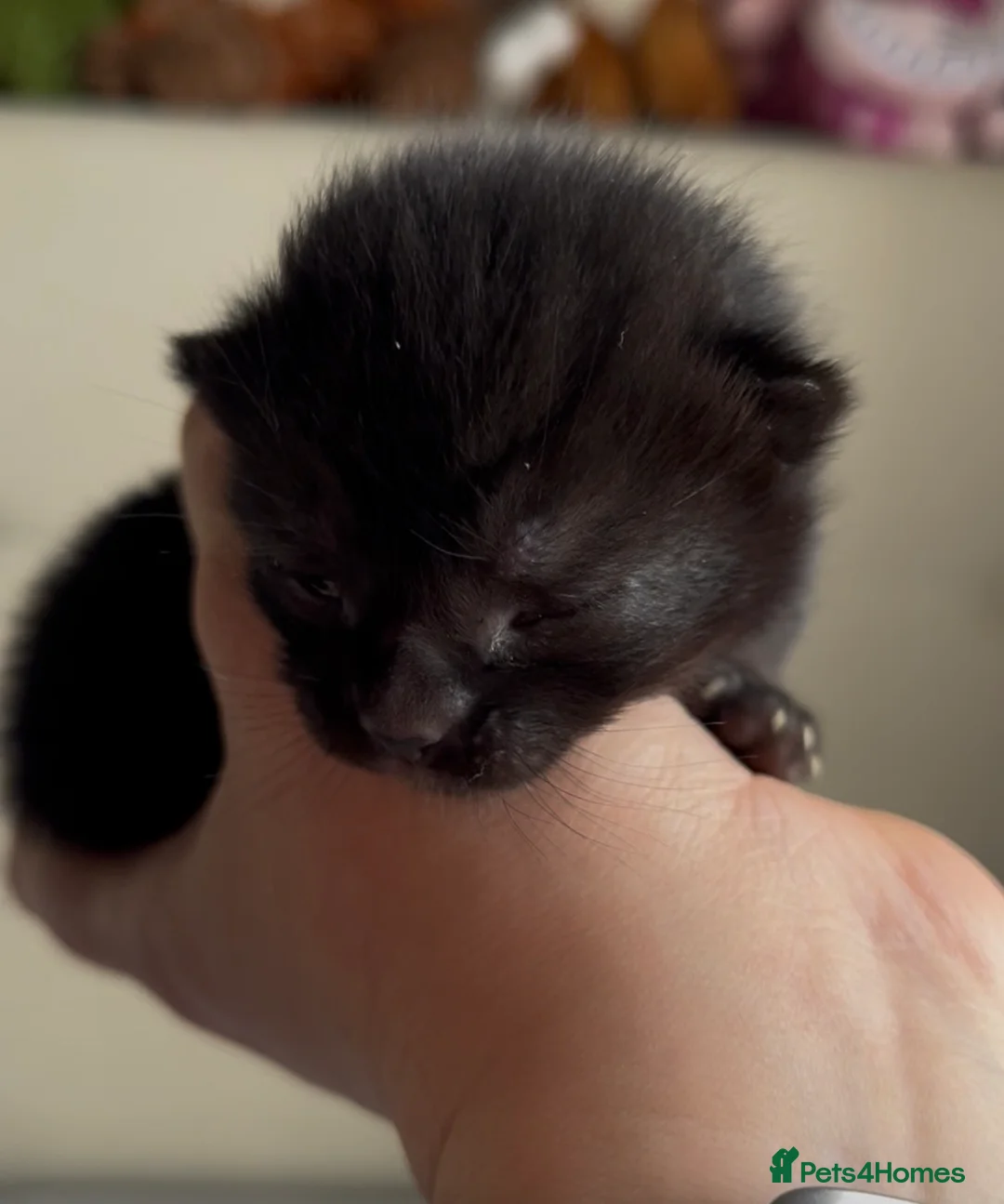 Domestic Shorthair cats for sale: 2 Males left! Black kittens ready 24th June!  - Advert 17
