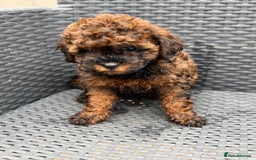 Cavapoo dogs for sale: 🔥 1 left Ready to go cavapoo puppy’s🔥 - Image 18