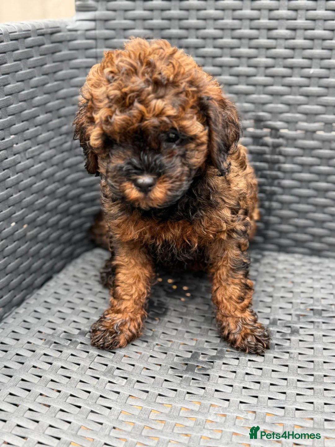 Cavapoo dogs for sale: 🔥 1 left Ready to go cavapoo puppy’s🔥 - Image 18