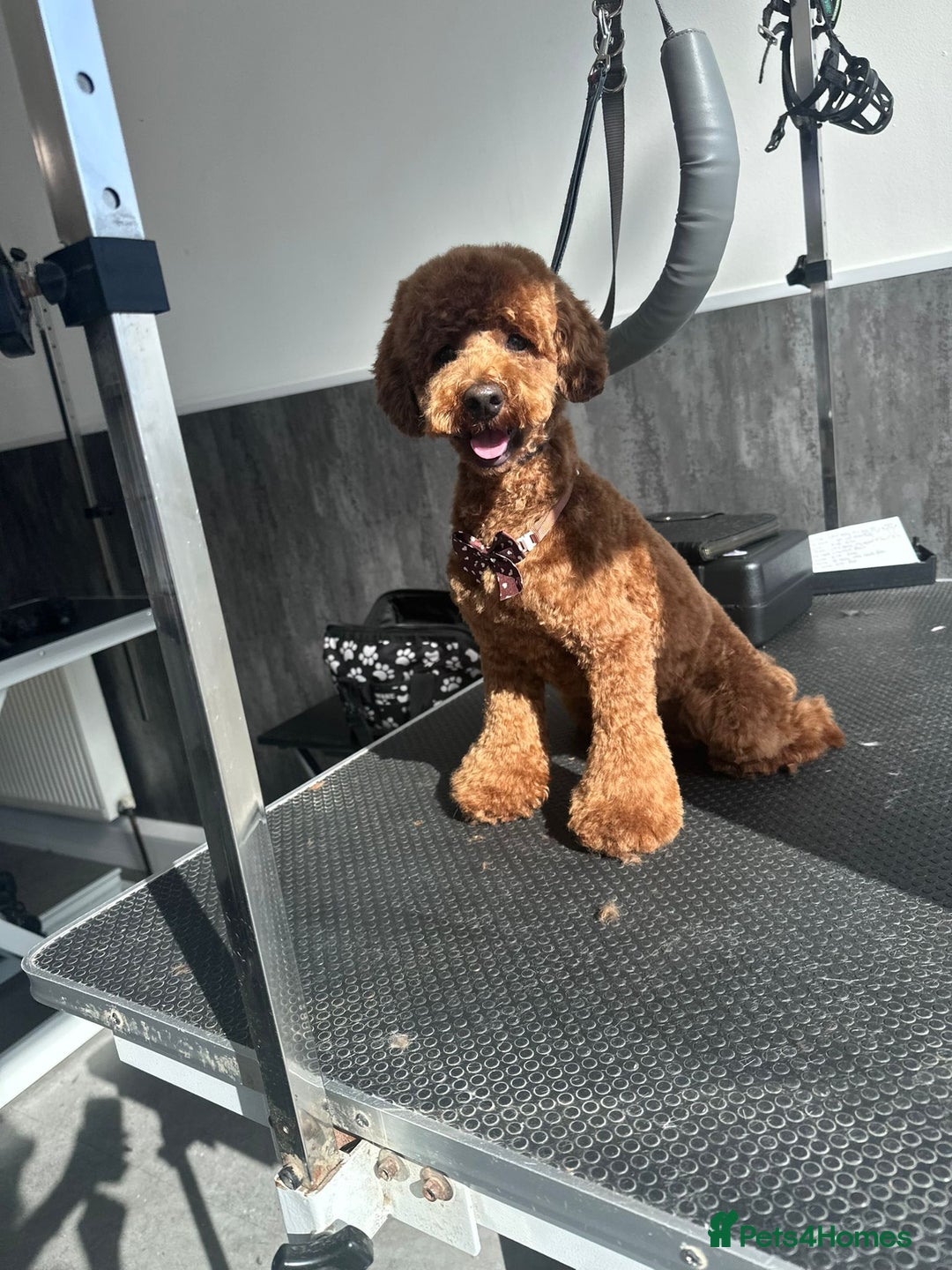Toy Poodle dogs for stud: Toy poodle for STUD - Advert 1