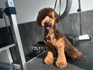 Toy Poodle dogs Toy poodle for STUD (dark red) - Advert 14