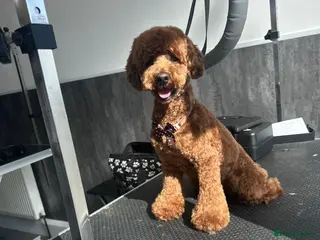 Toy Poodle dogs Toy poodle for STUD (dark red) - Advert 19