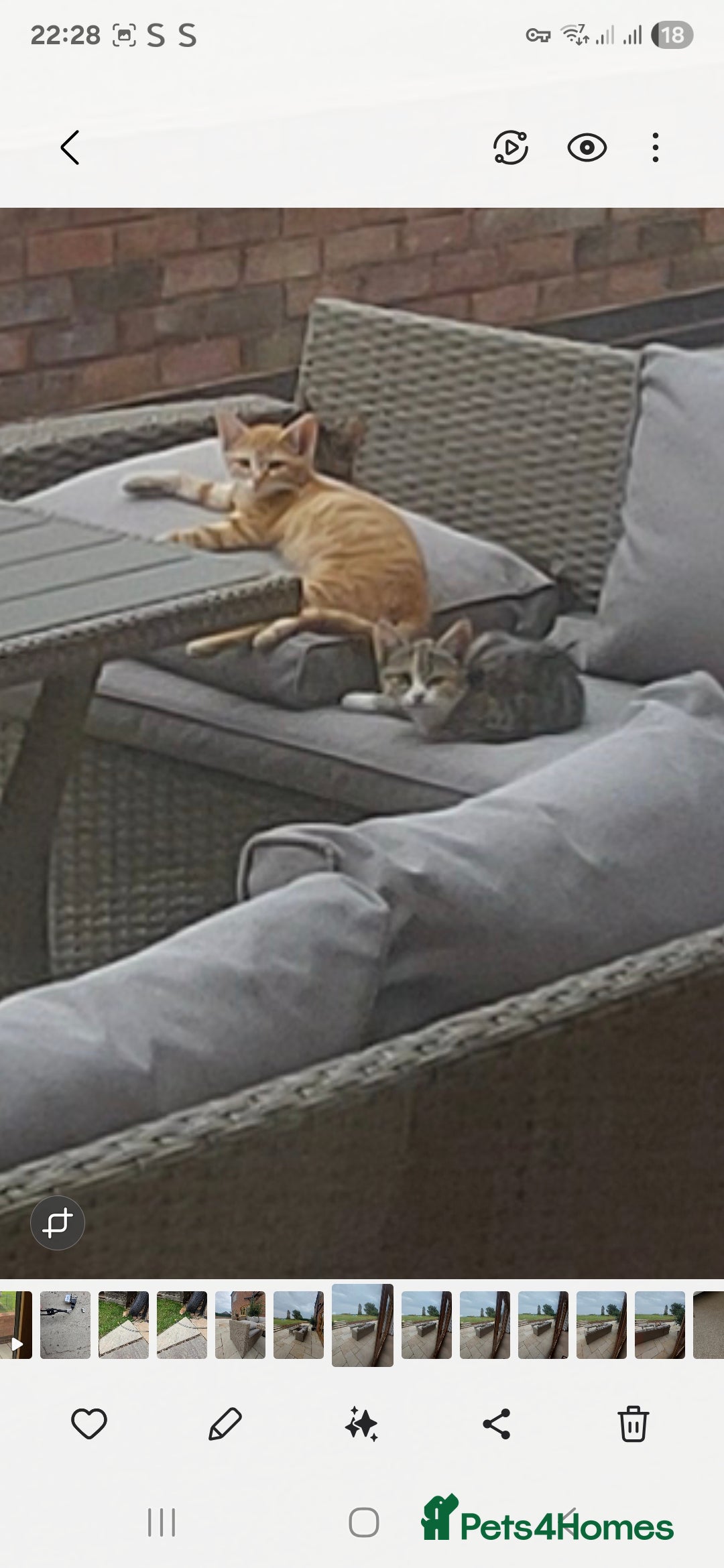Mixed Breed cats for sale: 2 kittens need a loving home - Image 13