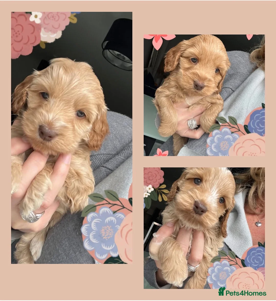Cockapoo dogs for sale: F1 Cockapoo Puppies - Advert 1