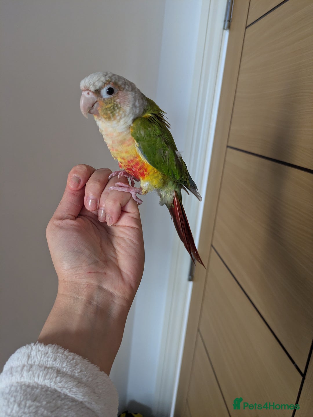 Conures birds for sale: 2 green cheek conures 1 pineapple and 1 cinnamon  - Image 6